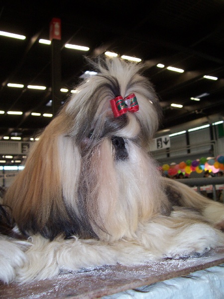 Best in show Kakou de Neguyland
