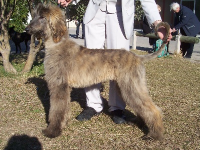 Kakou de Neguyland - Cirius champion jeune de france