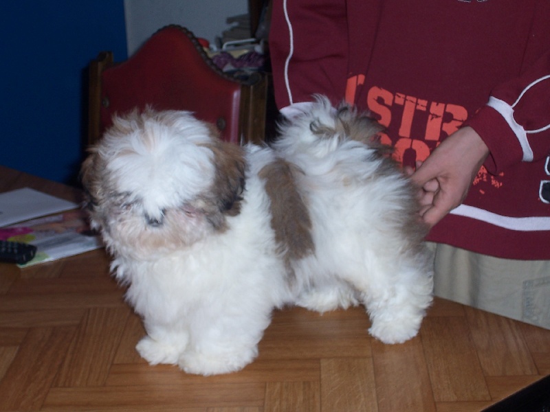 Les chiots