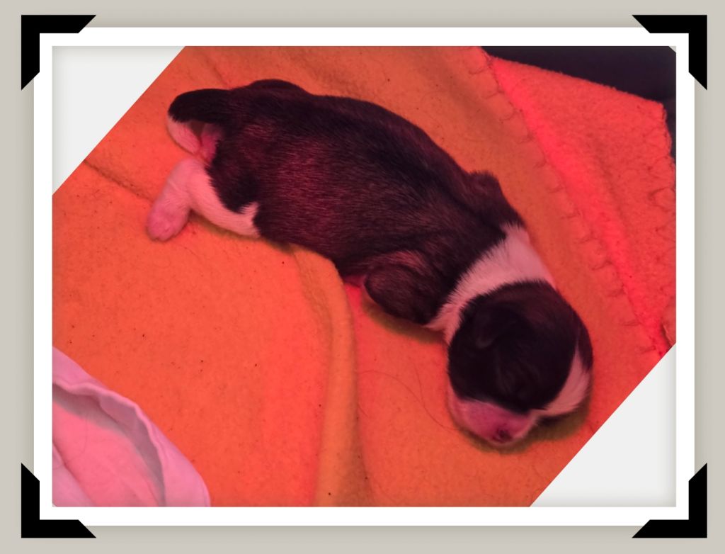 Kakou de Neguyland - Chiots disponibles - Shih Tzu
