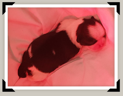 CHIOT